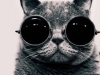 black-and-white-cat-photography-sunglasses-Favim.com-331954